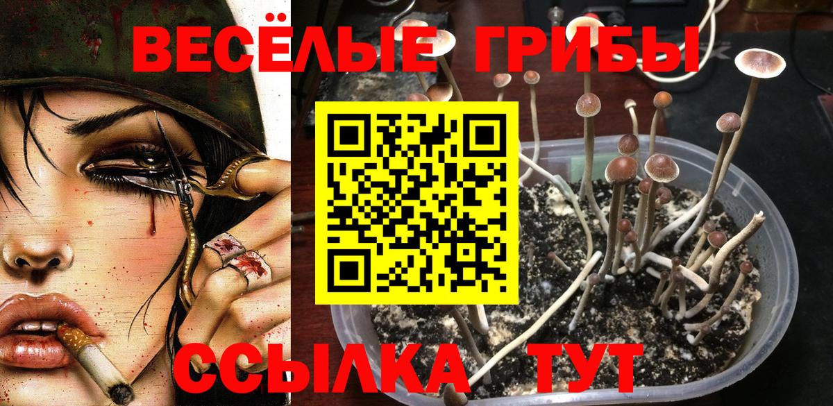 Псилоцибиновые грибы Cubensis Чусовой